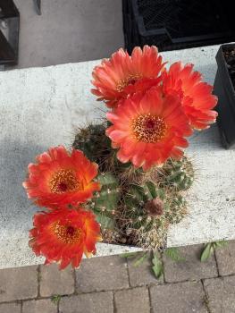 Notocactus rutilans